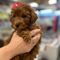 Cuccioli di barbone nano