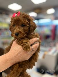 Cuccioli di barbone nano
