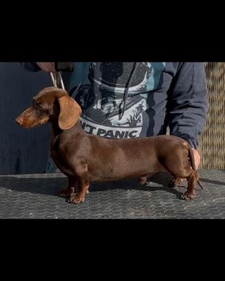 Bassotto tedesco kaninchen