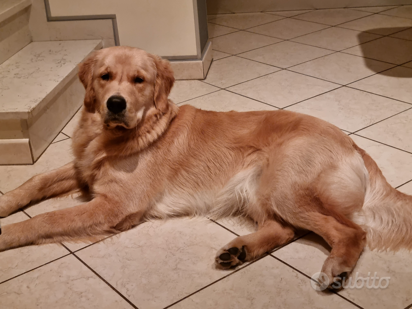 Allevamento Golden Retriever Americano Angelorso