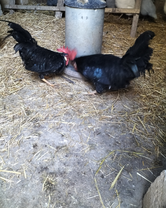 Gallo ancona