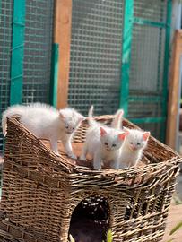 Gattini cuccioli di gatto