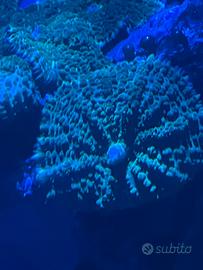 Coralli molli Rhodactis verde fluo