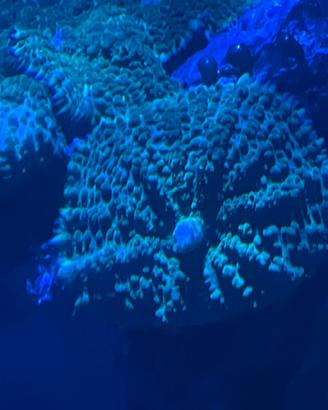 Coralli molli Rhodactis verde fluo