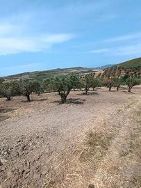 C.DA ROCCANI (Simeri Crichi) - Terreno agricolo