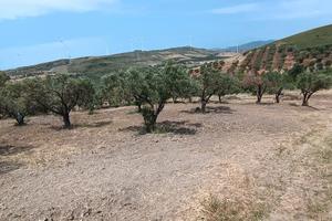 C.DA ROCCANI (Simeri Crichi) - Terreno agricolo