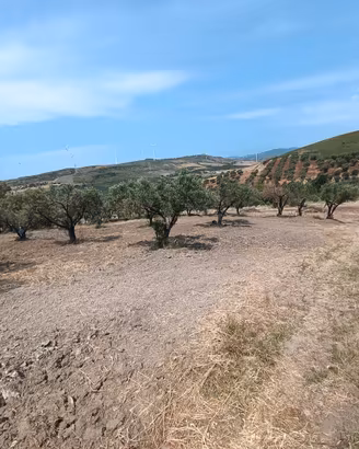 C.DA ROCCANI (Simeri Crichi) - Terreno agricolo