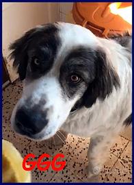 GGG 2 anni un gigante pieno di dolcezza e tenerezz