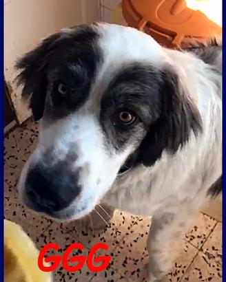 GGG 2 anni un gigante pieno di dolcezza e tenerezz