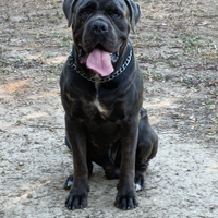 Cane Corso per monta