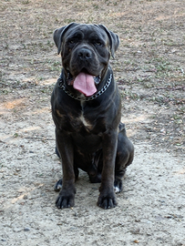 Cane Corso per monta