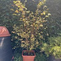 Acero orange dream, anche bonsai