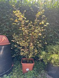 Acero orange dream, anche bonsai