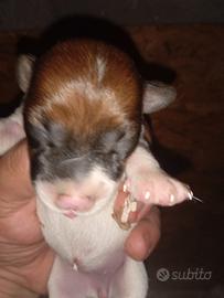 Cuccioli di Jack russell terrier originali