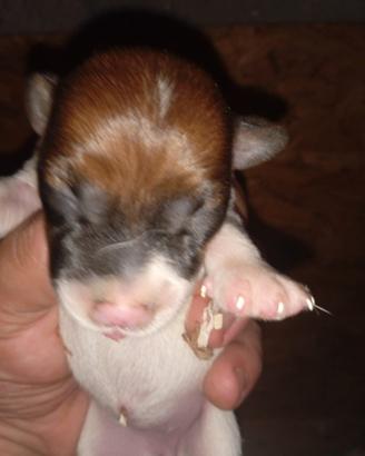 Cuccioli di Jack russell terrier originali