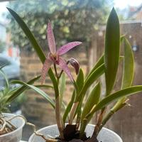 orchidea ibrida