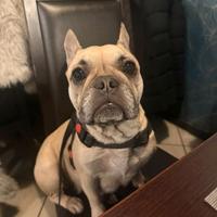 Bulldog francese cuccioli