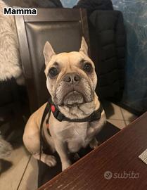 Bulldog francese cuccioli