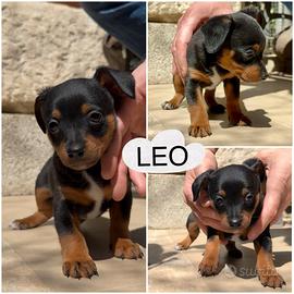 Coppia Cuccioli mamma Pinscher papà ignoto gratis