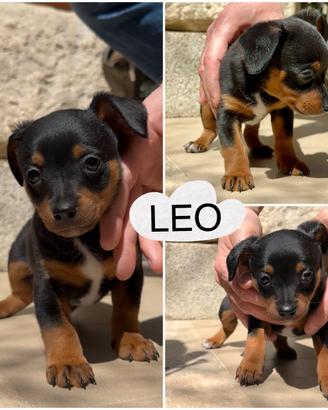 Coppia Cuccioli mamma Pinscher papà ignoto gratis