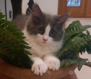 Cucciolini di gatto siberiano cresciuti in casa