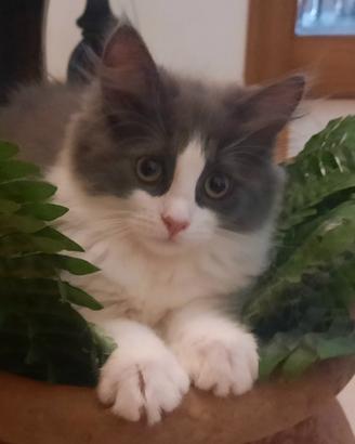 Cucciolini di gatto siberiano cresciuti in casa