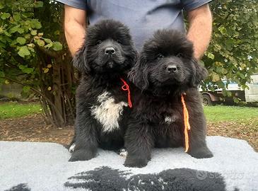 Cuccioli di Terranova