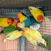 Inseparabili Fischer