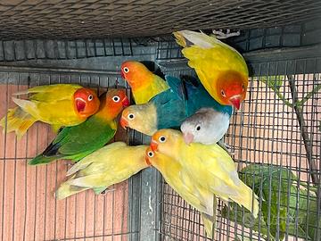 Inseparabili Fischer