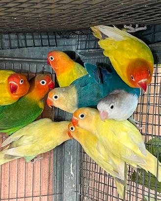 Inseparabili Fischer