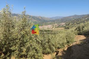 Uliveto produttivo con fabbricato rurale a gaggi