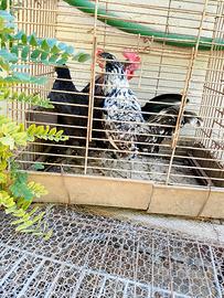 Galline francesine