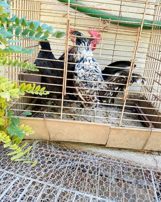 Galline francesine