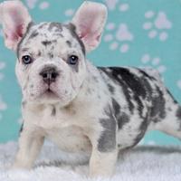 BULLDOG & BOULEDOGUE FRANCESE CUCCIOLI merle