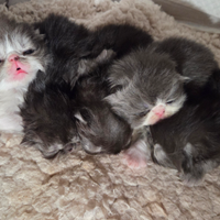 Cuccioli persiani ipertipici