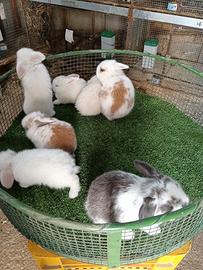 Cuccioli di conigli Ariete