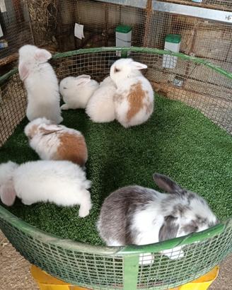 Cuccioli di conigli Ariete