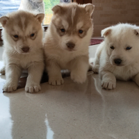Cuccioli Siberian Husky