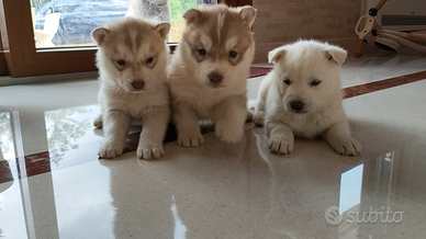 Cuccioli Siberian Husky