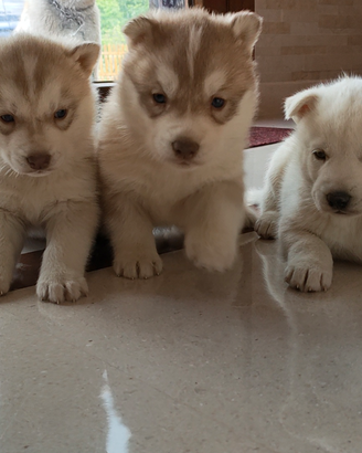 Cuccioli Siberian Husky