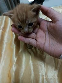 Gattini cucciolata