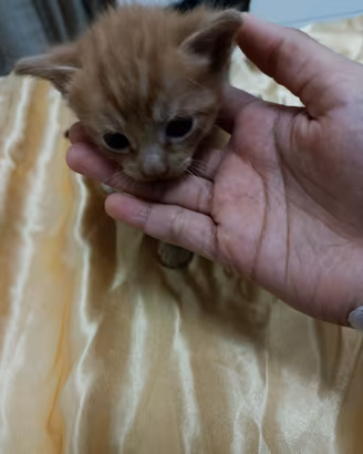 Gattini cucciolata