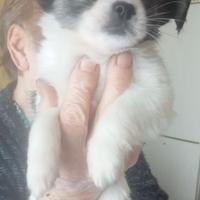 Cucciola di chihuahua toy