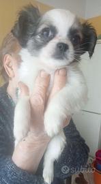 Cucciola di chihuahua toy