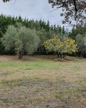 Terreno edificabile 1000 mq pianeggiante