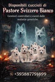 Pastore svizzero a pelo lungo