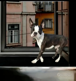 Boston terrier tigrato