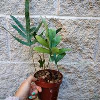 Pianta BLUE STAR