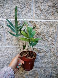 Pianta BLUE STAR