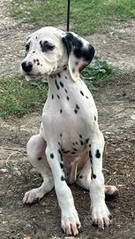 Cucciolo dalmata
